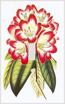 Rhodedenrum Flowers Switchplate - Switch Plate Cover
