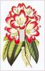 Rhodedenrum Flowers Switchplate - Switch Plate Cover view 1
